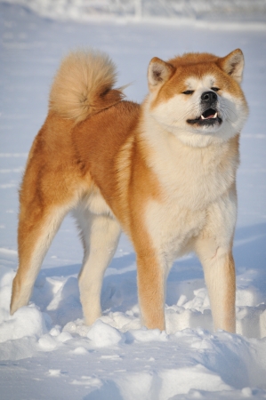 Akita on the snowの写真素材
