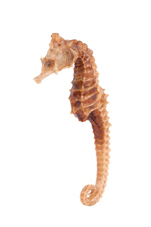 Sea Horse closeupの写真素材