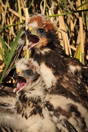 Bird Circus pygargus