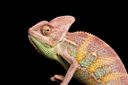 Closeup of chameleonの写真素材