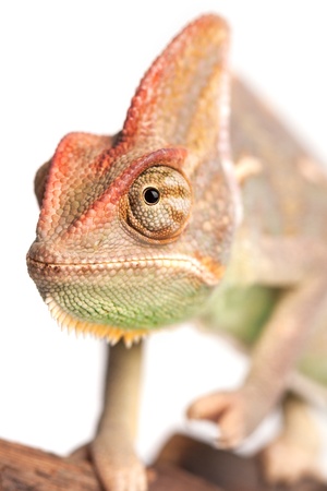 Chameleon  Isolation on whiteの写真素材