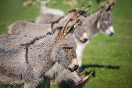 grey donkey on pastureの写真素材