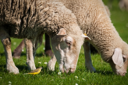 Sheep in green meadowの写真素材