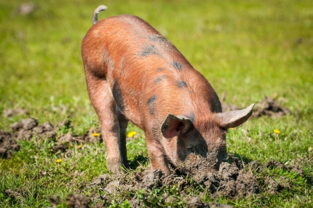 little pig in a mudの写真素材