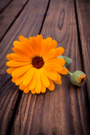Calendula  flowers isolated on wooden background の写真素材