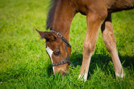 Horse eatingの写真素材