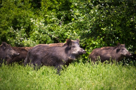 Wild boar familyの写真素材