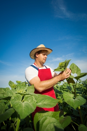 Farmer and sunflowerの写真素材