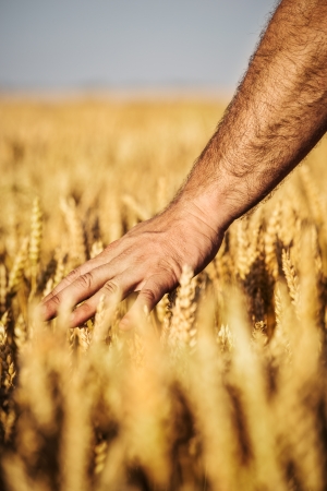 Wheat Harvest concept の写真素材