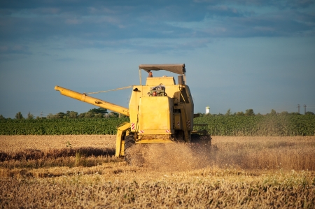 Combine harvester working a wheat fieldの写真素材