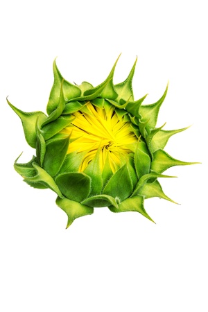 Isolated sunflower on white background の写真素材