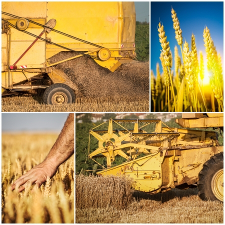 Wheat harvest collageの写真素材