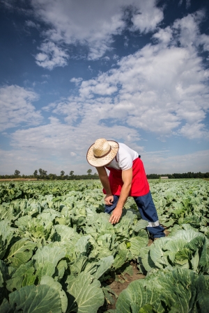 farmer in the field of cabbage with blue sky in the backgroundの写真素材