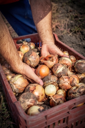 fresh onion in the basketの写真素材