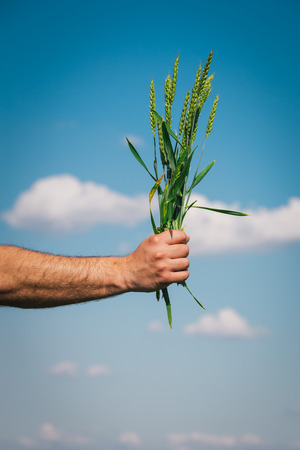 Farmer hands holding wheatの写真素材