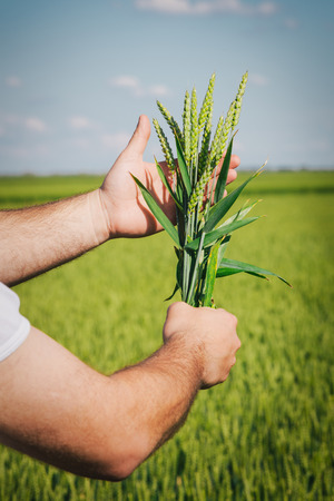 Farmer hands holding wheatの写真素材