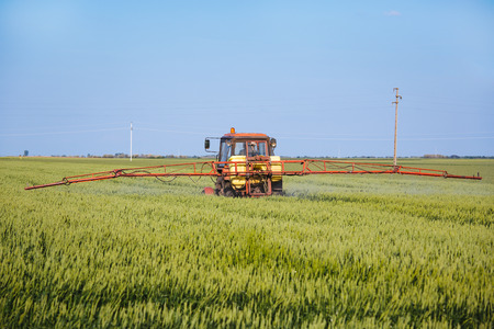 Tractor spraying wheat field with sprayer