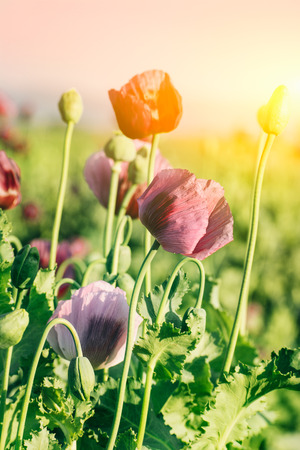 Poppy fieldの写真素材