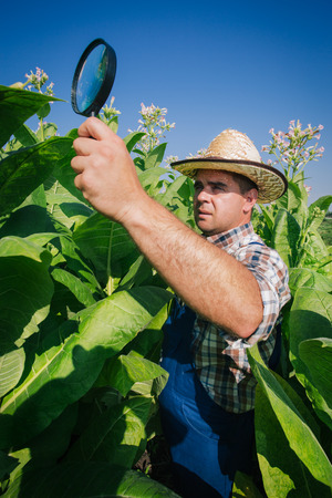 Farmer on the tobacco fieldの写真素材