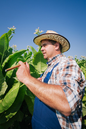 Farmer on the tobacco fieldの写真素材