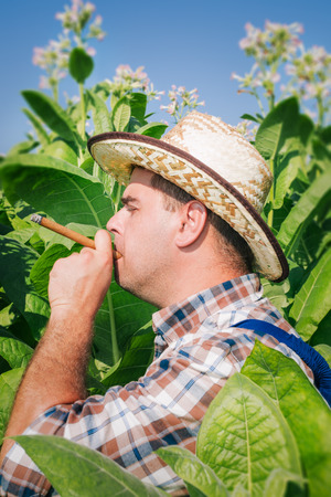 Farmer on the tobacco fieldの写真素材
