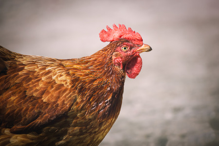 Chickens on traditional free range poultry farmの写真素材