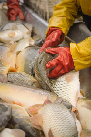 Fisherman at Work