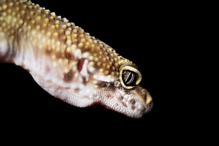 Leopard gecko