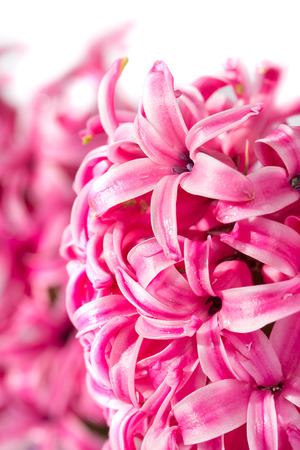 Hyacinth flowerの写真素材