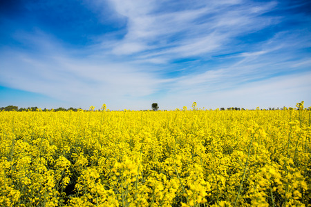 Rapeseed field