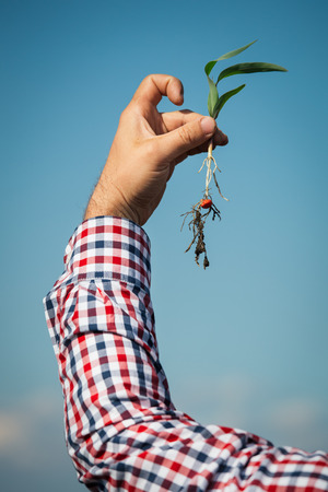 Farmer holding a green young plantの写真素材