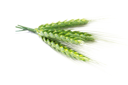 Green wheat earsIsolated on whiteの写真素材
