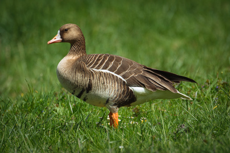 Greater Whitefronted Geesの写真素材