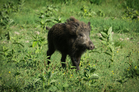 European wild boar