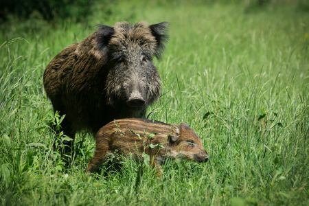 Wild boar familyの写真素材