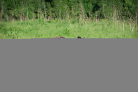European wild boar