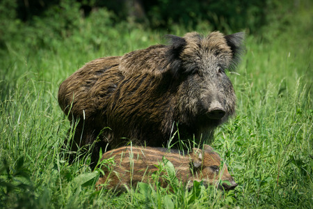 Wild boar familyの写真素材