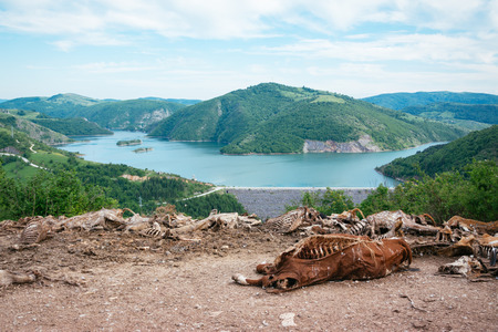 Dead cow on the groundの写真素材