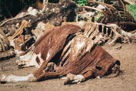 Dead cow on the groundの写真素材