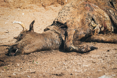 Dead cow on the groundの写真素材