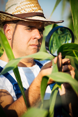 Farmer checking his cornfieldの写真素材