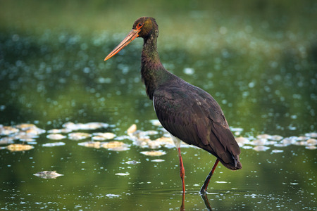 black storkの写真素材