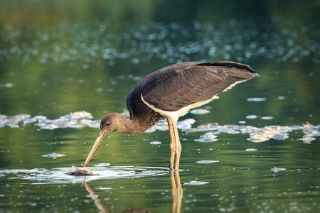 black storkの写真素材