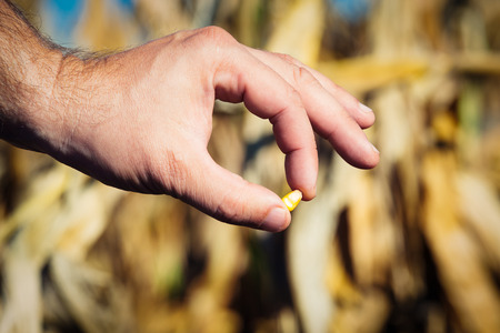 Farmer holding corn seedの写真素材