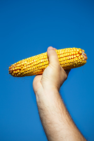Farmer holding corn cob in hand in corn fieldの写真素材