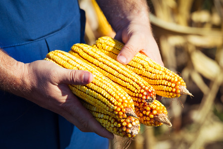 Farmer holding corn cob in hand in corn fieldの写真素材