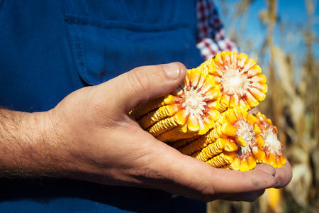 Farmer at corn harvestの写真素材