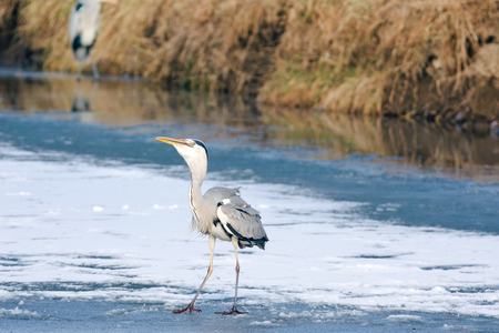 Grey Heron standing in the snow, a cold winter dayの写真素材