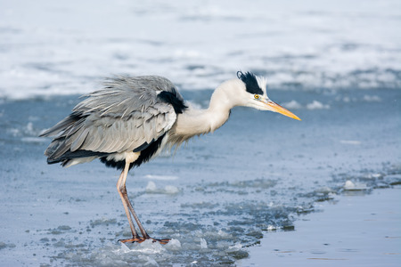Grey Heron standing in the snow, a cold winter dayの写真素材