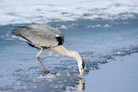 Grey Heron standing in the snow, a cold winter dayの写真素材